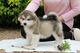 Regalo preciosos cachorros husky siberiano - Foto 1