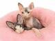 Regalo Tres gatitos Sphynx para un nuevo hogar.. - Foto 1