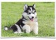 Tienen 12 semanas de husky siberiano disponible - Foto 1