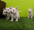 Western highland Terrier - Foto 1