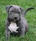 01dgh pitbull americano para regalo....yt