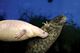 Ajolotes,tortugas, ranas, geckos - Foto 2
