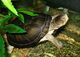 Ajolotes,tortugas, ranas, geckos - Foto 3