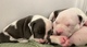 American Staffordshire BLUE - Foto 1