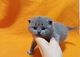 British shorthair/fold gatitos