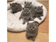 British shorthair kittens - Foto 1