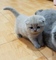 British y scottish fold