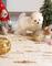 Cachorro Blanco de Pomerania toy - Foto 1