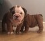 Cachorros Bulldog Inglés Saludables - Foto 1