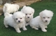 Cachorros de bichón maltés