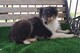 Cachorros de rough collie tricolor en venta