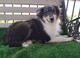 Cachorros de Rough Collie Tricolor en venta - Foto 2