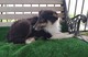 Cachorros de Rough Collie Tricolor en venta - Foto 3