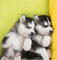 Cachorros Husky para tu hogar - Foto 1