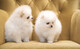 Cachorros lulu pomerania