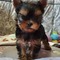 CACHORROS YORKIE PARA ADOPCIÓN whatsapp 632729015 - Foto 1