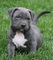 Cc...preciosos cachorros pitbull americano para adopción - Foto 1