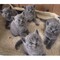 Gatitos británicos de pelo corto azules - Foto 2