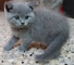 Gatitos british shorthair