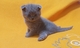 Gatitos british shorthair y scottish fold - Foto 1