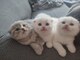 Gatitos scottish fold