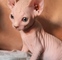 Gatitos sphynx