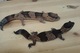 Geckos, tritones, ajolotes y más! - Foto 3