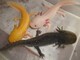Geckos, tritones, ajolotes y más! - Foto 4