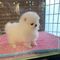 Lindo cachorro pompon