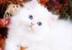 Ll...lindos gatitos persas para regalo