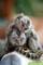 Precioso mono capuchino macho y hembra bebé para realojamiento