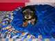 Preciosos Cachorros Yorkshire Terrier.whatsapp +34 602511907 - Foto 2