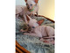 Purebreed Sphynx kittens - Foto 1