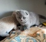 Scottish fold blue