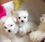 Tenemos una hermosa camada de 2 mini cachorros
