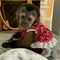 Venta monos capuchinos - Foto 1