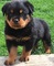 11adorable cachorrito rottweiler en adopcion