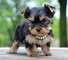 12adorable cachorro yorkie para regalo