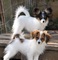 12hermosos cachorros papillon para adopcion - Foto 1