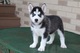 13adorable cachorro de husky siberiano para regalo