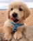 13adorable cachorro golden retriever para regalo - Foto 1