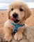 13adorable cachorro golden retriever para regalo