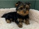 17adorable cachorro yorkie para regalo - Foto 1