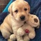 19Adorable cachorro Labrador para adopción - Foto 1