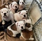 2 .bulldog ingles en venta - Foto 1