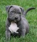 22adorable cachorro Pitbull para adopción - Foto 1