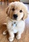 23adorable cachorro golden retriever para regalo - Foto 1