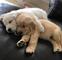 23adorables cachorritos labrador para adopcion - Foto 1