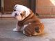 24adorable cachorro bulldog ingles en adopcion