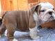 26adorable cachorro de bulldog inglés para regalo